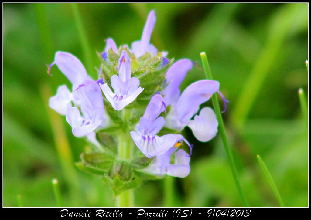 Identificazione pianta 1, -  Salvia cfr. clandestina